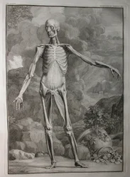 Albinus I, Pl. III: Muskulatur, illustration fra 